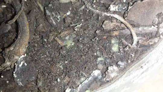 philodendron soil fungus 2