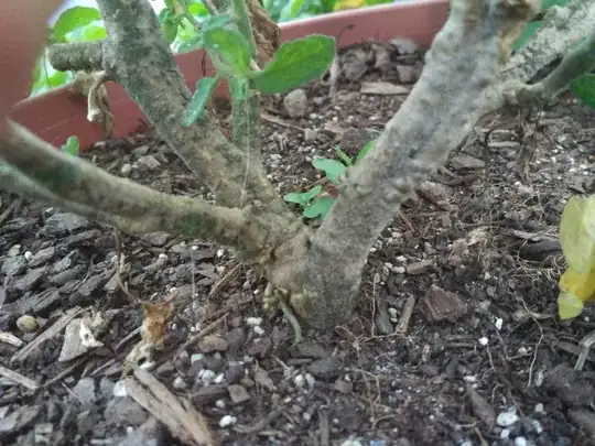 close up of affected stems