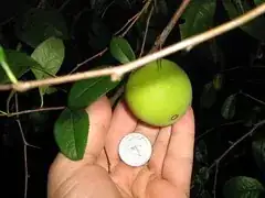 Photo by brucevt1218 on flickr www.flickr.com/photos/45055463@N02/