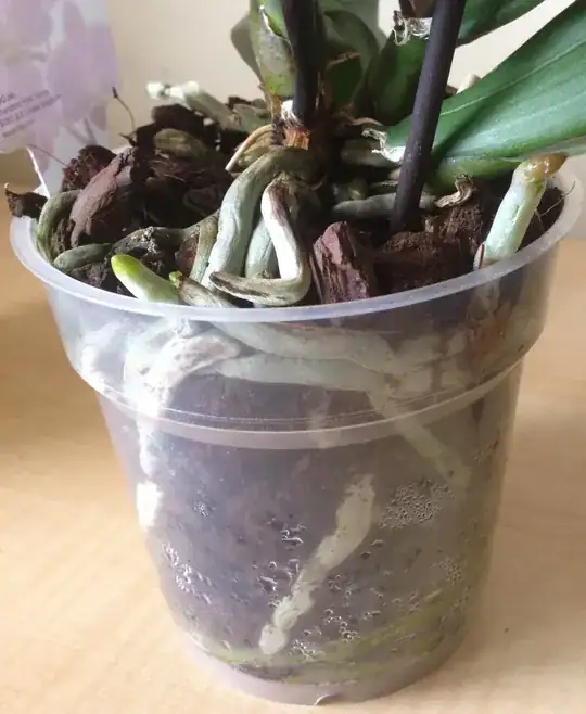 Several new roots coming out and all i