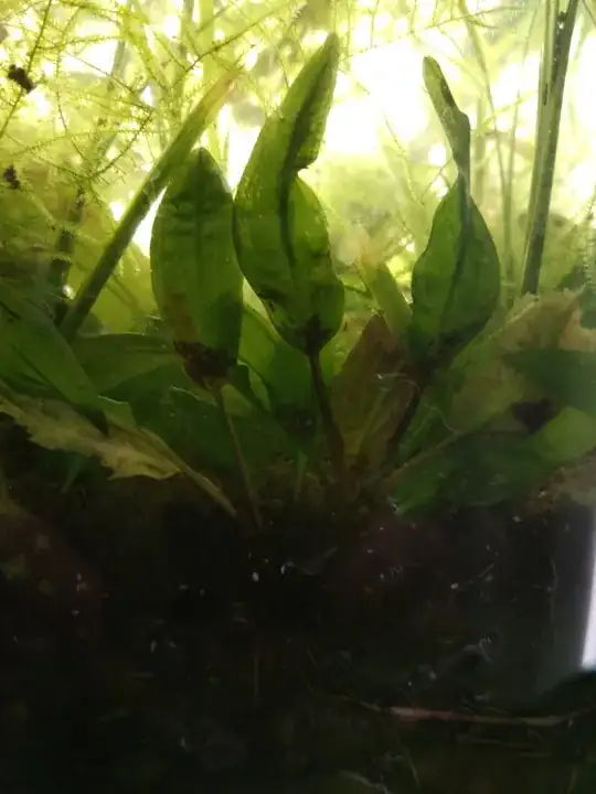 aquatic plant