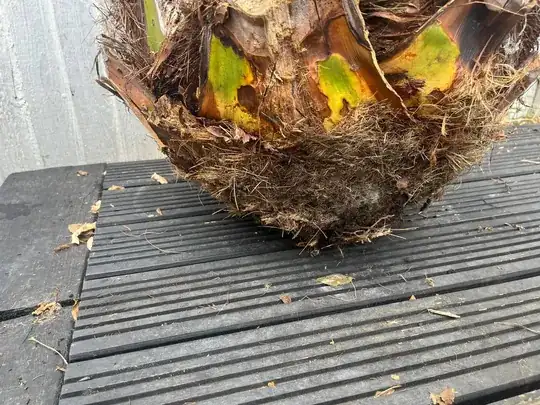 Base of palm with no obvious rootball
