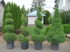 spiral shrub