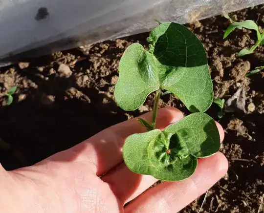 Another bush bean misshapen leaf