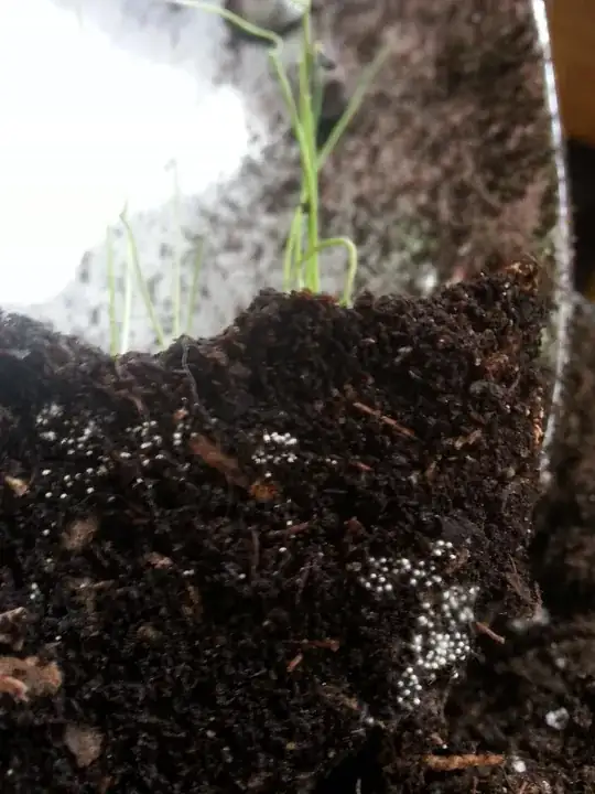 White fuzzy specks in potted seedlings' soil