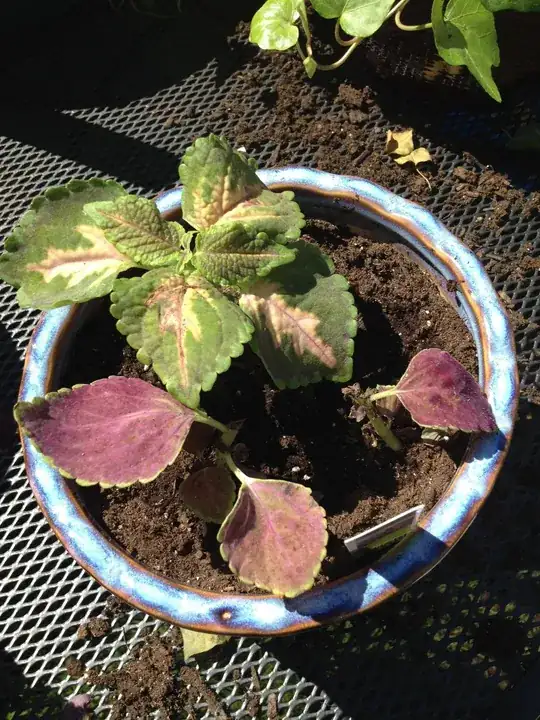 Yellow Jalapeno peppers