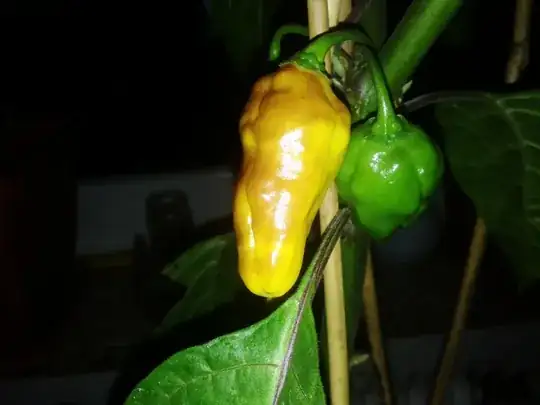 "Burned" side of the same fruit