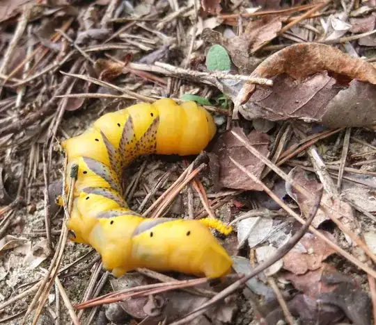 big caterpillar with grey triangular strips
