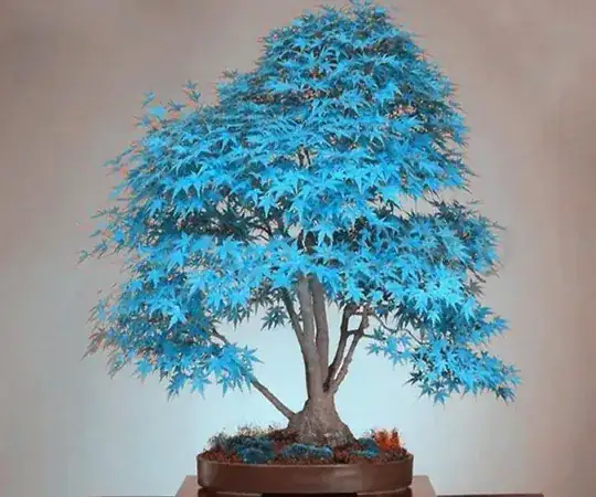 Blue Bonsai tree