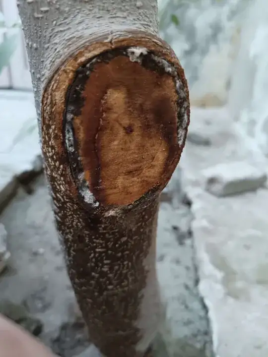 mulberry tree after pruning
