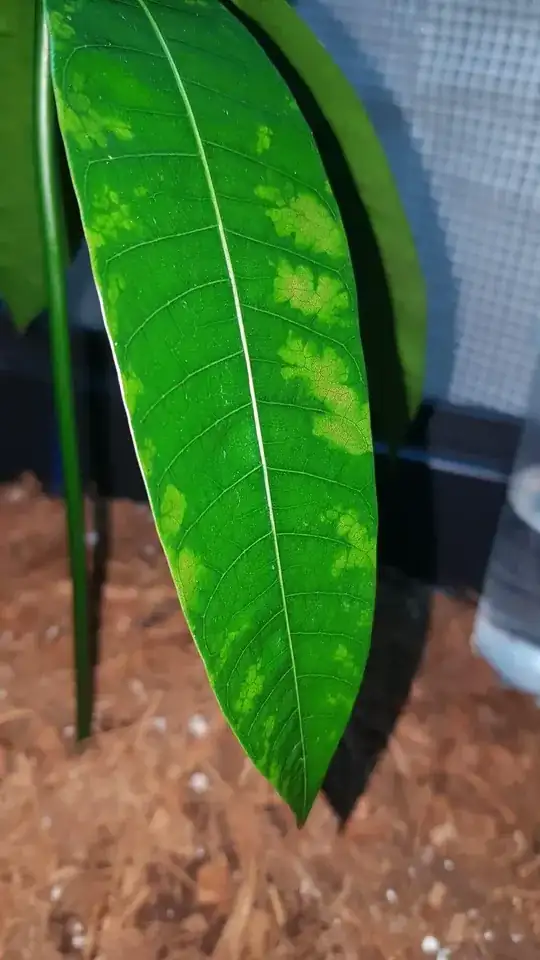 Leaf discoloration
