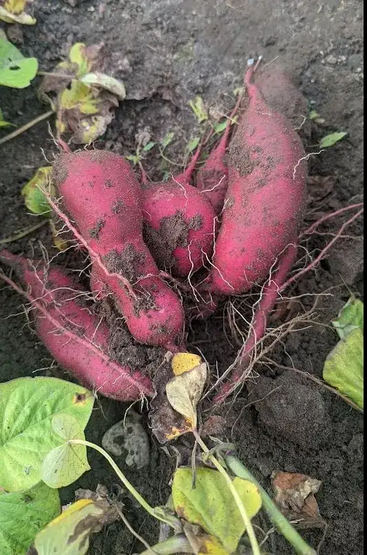 Sweet potato