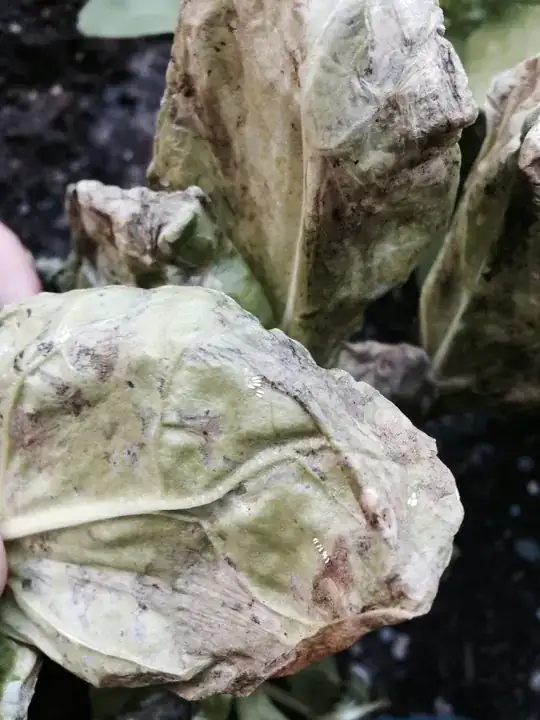 Leaf Miner larvae attached to the bottom of a Swiss Chard leaf