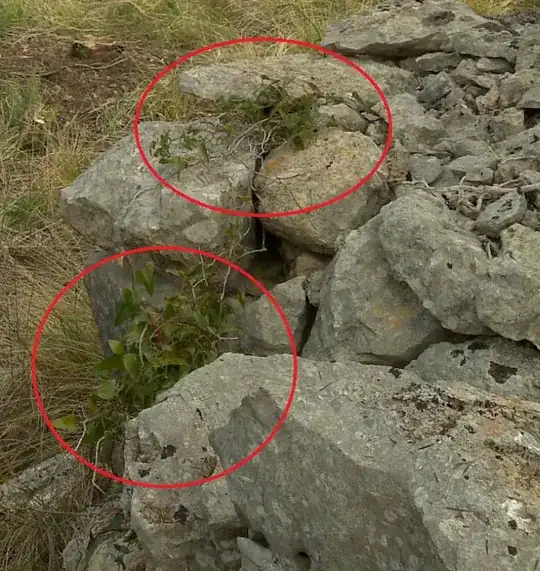 smilax aspera from a dry wall