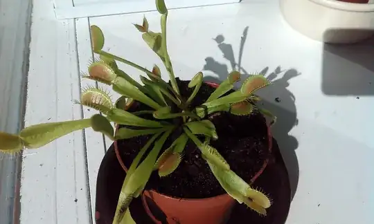 Seven weeks: a completely new plant