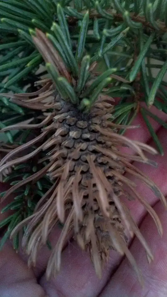 Spruce picture dead-looking