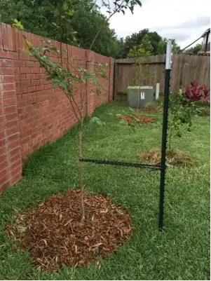 metal stake for crape myrtle