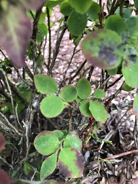 Healthy leaves at the base