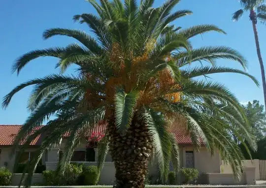 Palm Tree 3