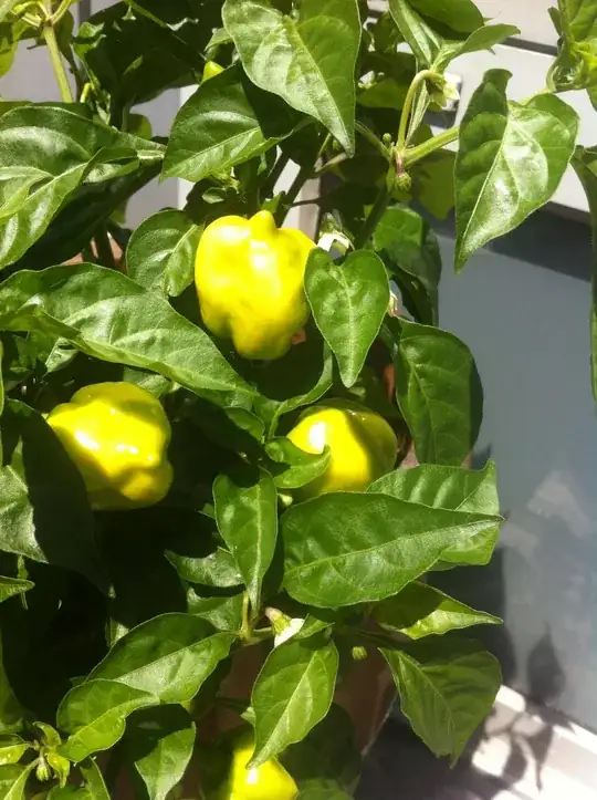 pepper plant with small peppers