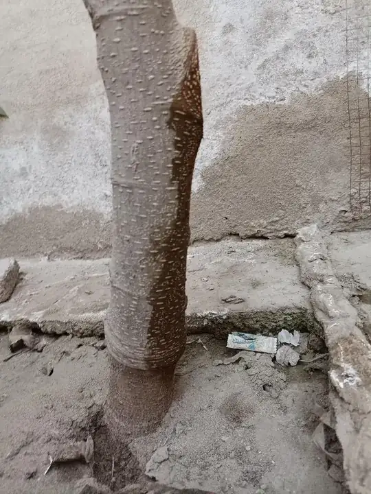 mulberry tree after pruning