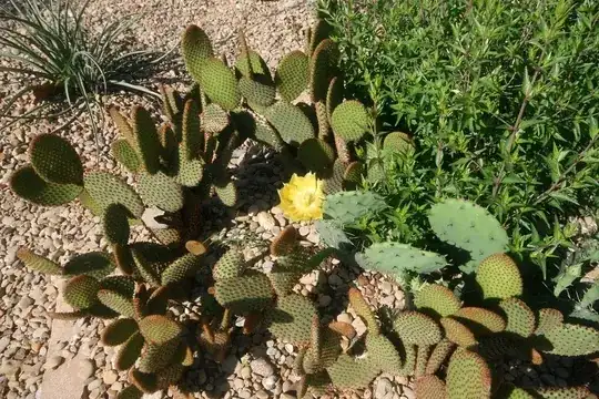 Cinnamon Bunny Ears and local opuntia