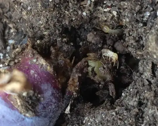 red cabbage stalk eaten through by three worm-like bugs, cropped closer