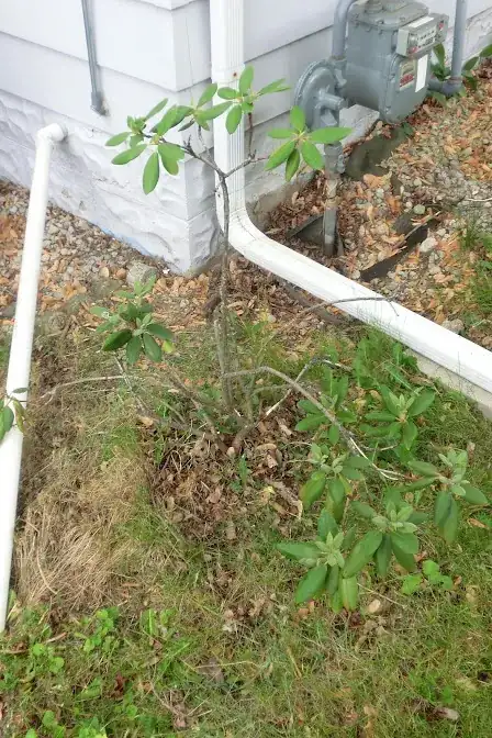 Entire plant without flowers