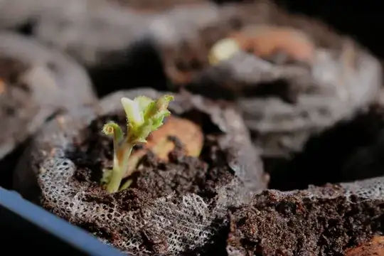 Apricot seedling