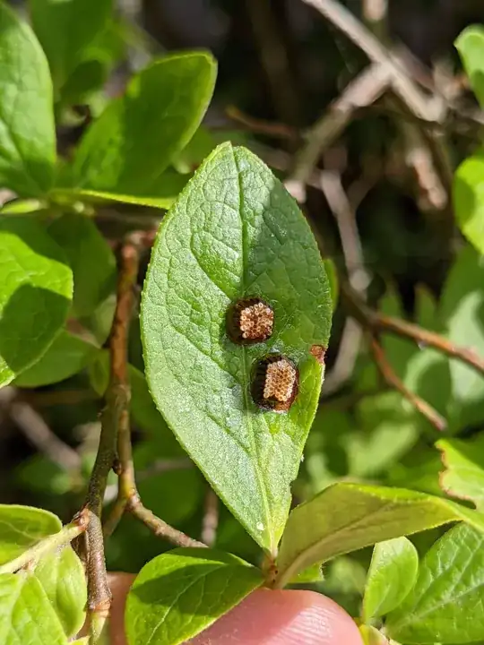 Eggs or fungal fruiting body