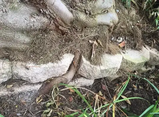 Roots breaking through