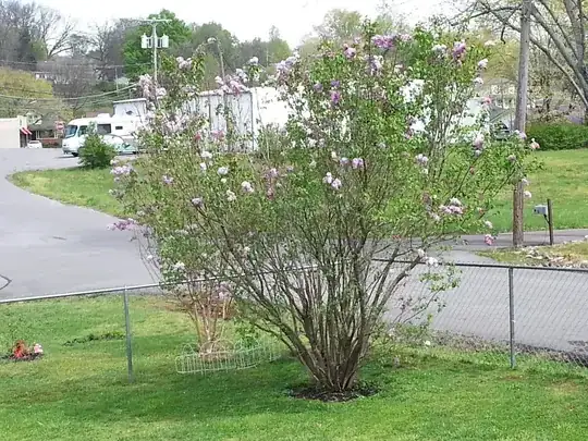 Lilac Bush