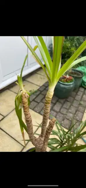 Solanum rantonettii summer 2022
