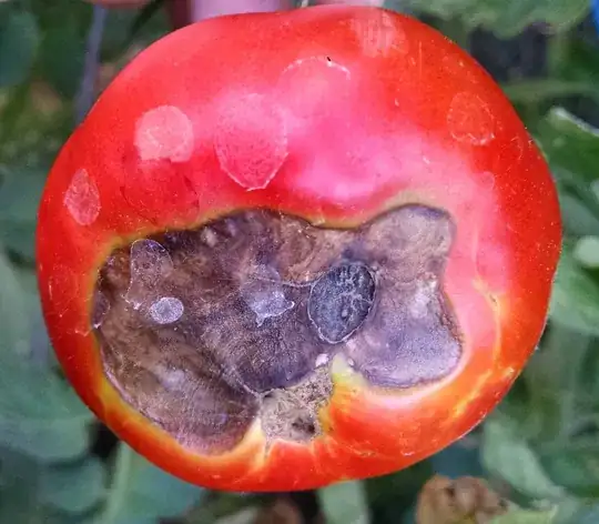 close up of blossom end rot