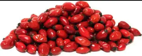 Berries of dog rose hips