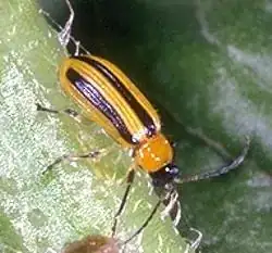 cucumber beetle