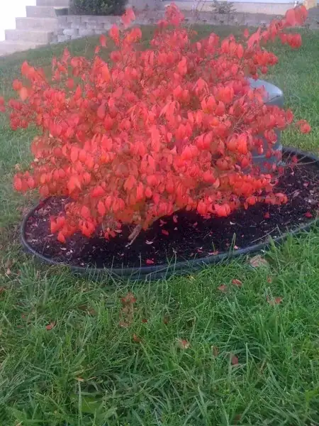 Dwarf Burning Bush