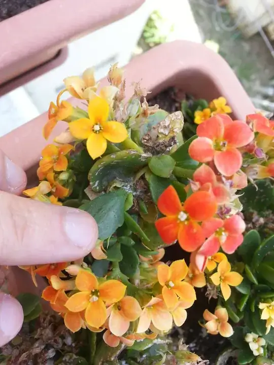 jade with little white mealy bugs?