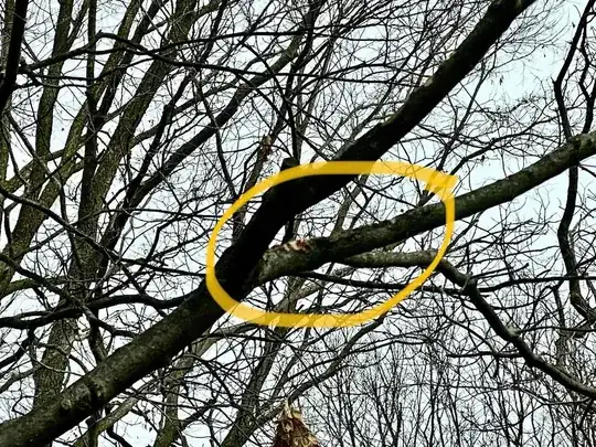 squirrel damaged branch