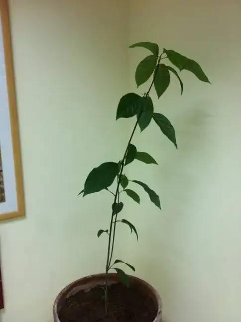 Avocado plant