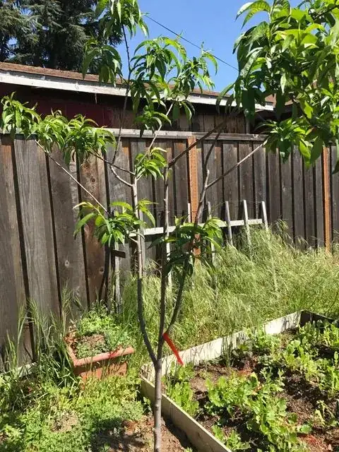 picture of the peach tree