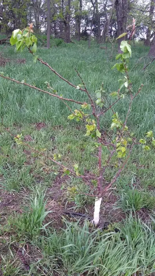 creamwhite shrub flower closeup