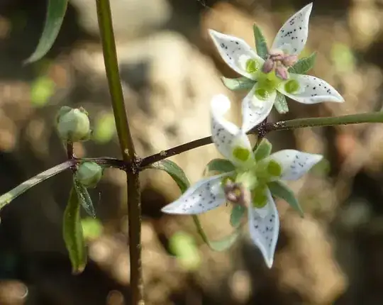 a closeup of the stem and leaf