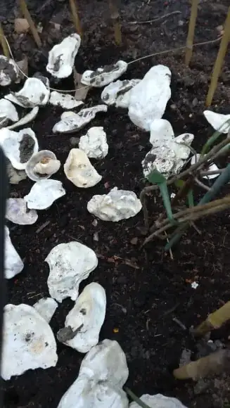 Close up of bottom of stem