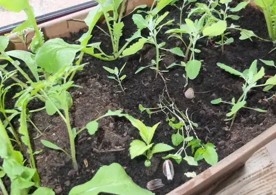 radishes and various weeds