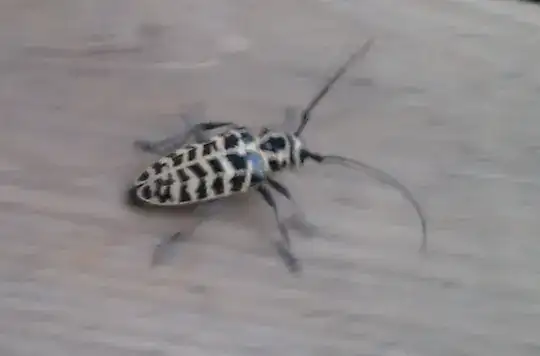 Black and yellow insect