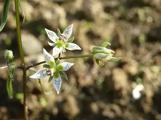 close up of the flower