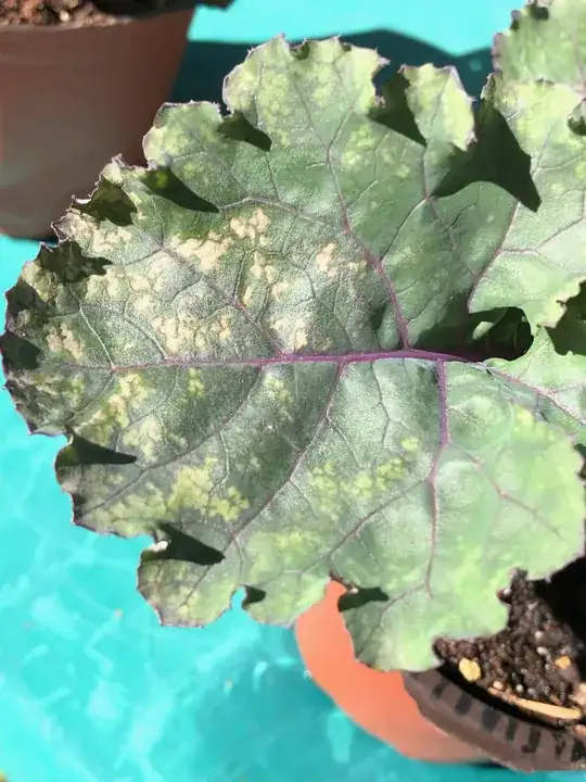 spots on kale leaves
