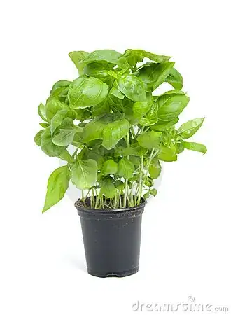 Basil pot