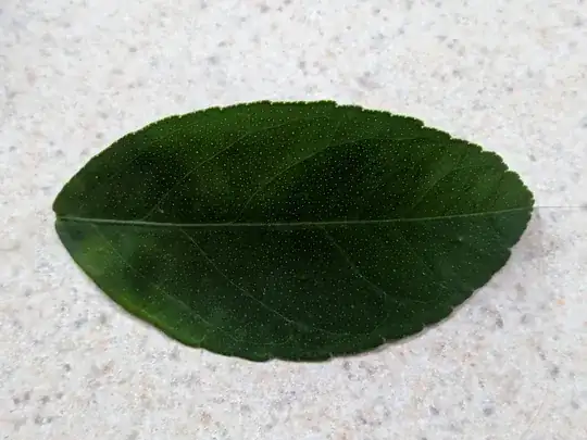 leaf dropped off the meyer lemon